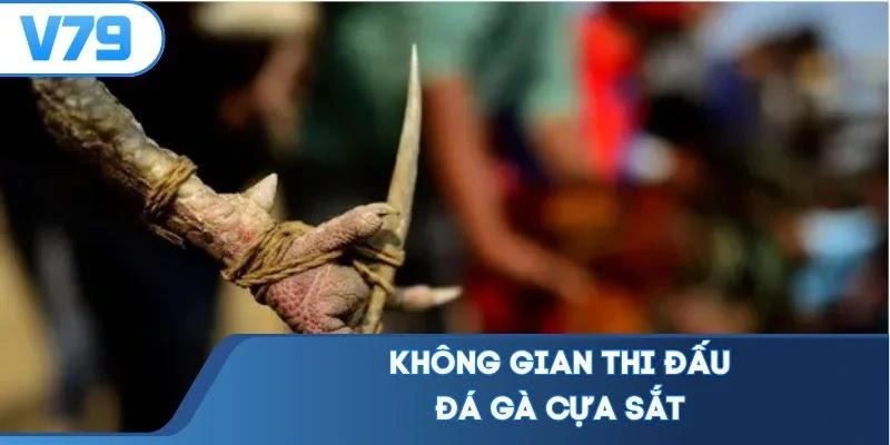 Không gian thi đấu đá gà cựa sắt