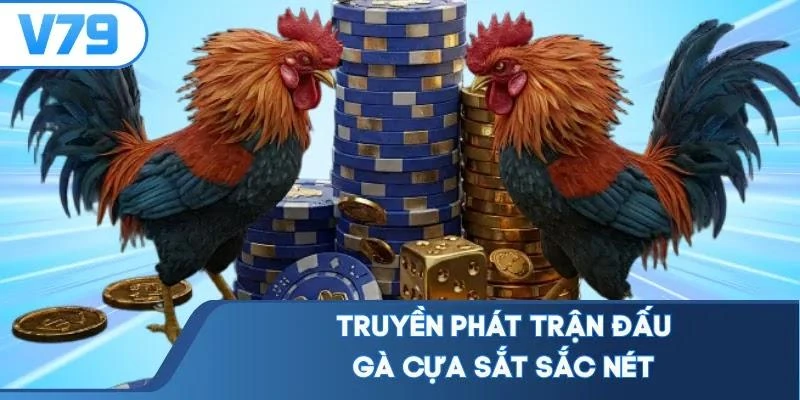 Truyền phát trận đấu gà cựa sắt sắc nét